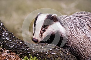 European badger Meles meles in winter time in a winter landscape in a natural wilderness setting. Wild scene of wild nature,