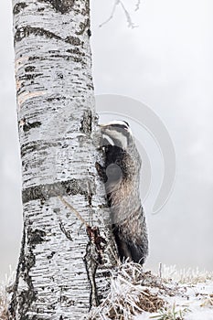 European badger Meles meles in winter time in a winter landscape in a natural wilderness setting. Wild scene of wild nature,