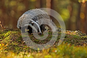 European badger Meles meles in the wilderness during an autumn day