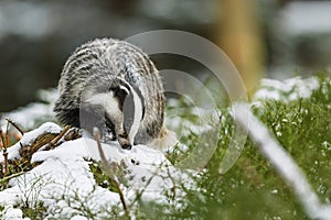 European badger (Meles meles) in the winter forest