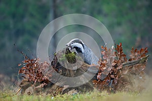 European badger with open mouth and teeths on the tree stump. Meles meles