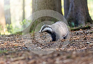 European badger is posing in the forest