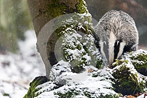 European Badger is posing next to a tree