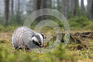 European Badger is searching for food