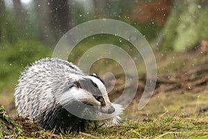 The European badger is searching for food closeup