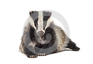 European badger, six months old, isolated