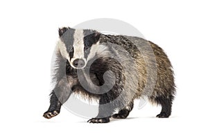 European badger, six months old, walking in front