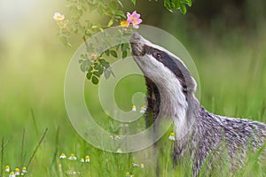 European badger is sniffing flowering wild rose