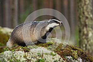 European badger sniffing on mossed rock in autumn nature