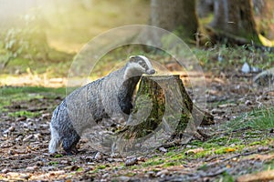 European badger is sniffing tree stump