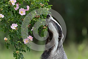 European badger is sniffing a wild rose flower