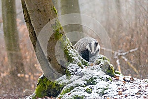 European Badger in the snow forest