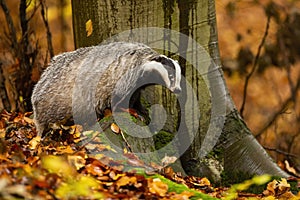 European badger standing on rock in autumn nature.