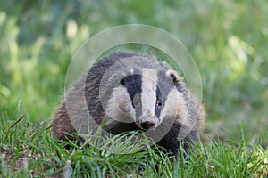 European badger staring at camera on a green field