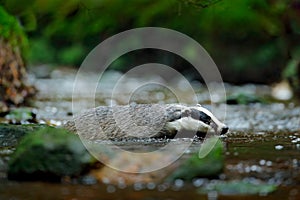 European badger swimming in forest creek. Cute mammal in dark stream. Animal behaviour in the nature, Germany, Europe.