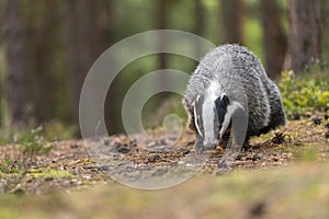 European badger is walking in the forest against ther camera