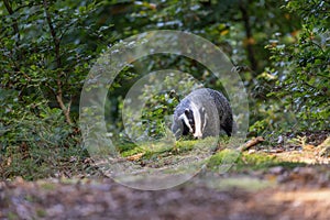 European badger is walking in the forest against ther camera