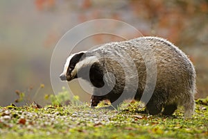 European badger walking on green road in autumn nature