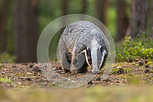 European badger is walking outdoors