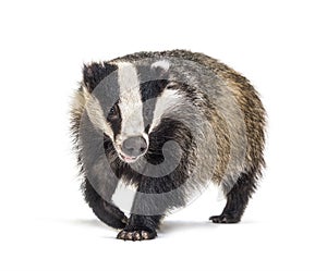 European badger walking towards the camera, six months old