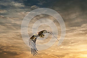 European Bald Eagle flies in a dramatic brown gold colored sky. Flying bird of prey during a hunt. Outstretched wings in