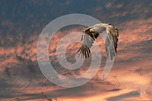 European Bald Eagle flies in a dramatic brown gold colored sky. Flying bird of prey during a hunt. Outstretched wings in