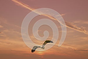 European Bald Eagle flies in a dramatic brown gold colored sky. Flying bird of prey during a hunt. Outstretched wings in