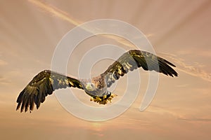 European Bald Eagle flies in a dramatic brown gold colored sky. Flying bird of prey during a hunt. Outstretched wings in