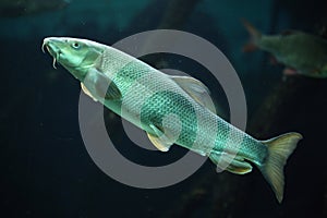 European barbel (Barbus barbus). photo