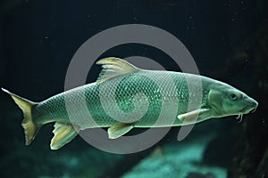 European barbel (Barbus barbus). photo