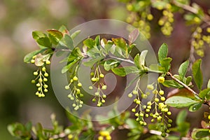 European barberry Berberis vulgaris