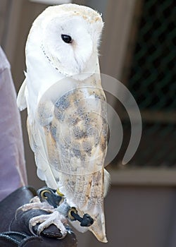 European Barn Owl