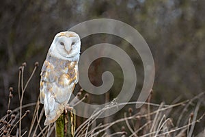 European Barn Owl Tyto Alba in completely natural habitat