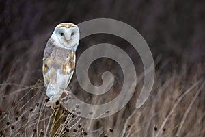 European Barn Owl Tyto Alba in completely natural habitat