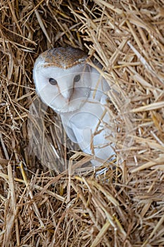 European Barn Owl Tyto Alba in completely natural habitat