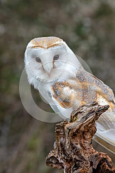 European Barn Owl Tyto Alba in completely natural habitat
