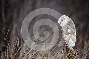 European Barn Owl Tyto Alba in completely natural habitat