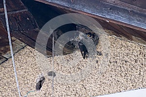 European Barn Swallow feeding babies in the nest