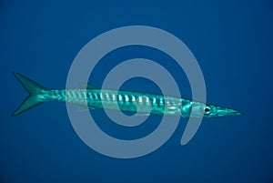 European barracuda.