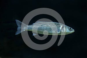 The European bass Dicentrarchus labrax. photo
