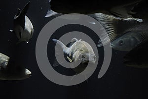 European bass (Dicentrarchus labrax) Croatia Adriatic sea underwater