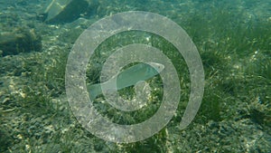 European bass or European seabass, seabass, sea bass, bass (Dicentrarchus labrax) undersea, Aegean Sea