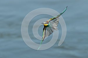 European Bea eater flying and hunting insects photo