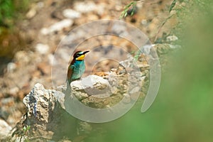 European Bea eater flying and hunting insects