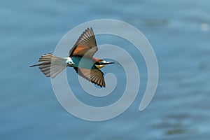 European Bea eater flying and hunting insects