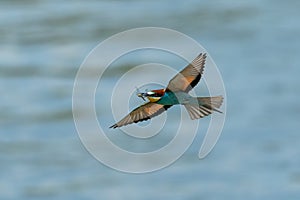 European Bea eater flying and hunting insects photo