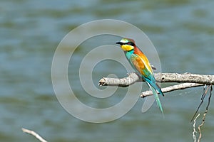 European Bea eater flying and hunting insects