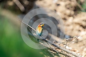 European Bea eater flying and hunting insects