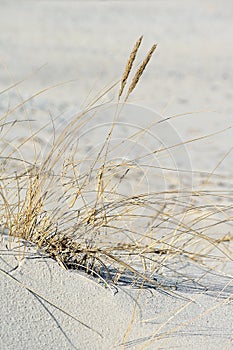 European beach grass