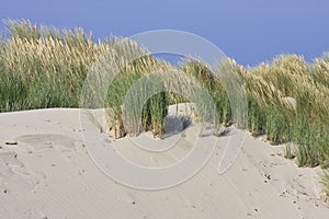 European beachgrass in Ameland dunes, Holland